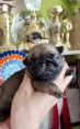 /album/szentmiklosi-csillag-fenye-hailey/hailey-7-napos-jpg/